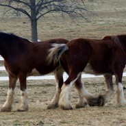 Anheuser Busch CEWs